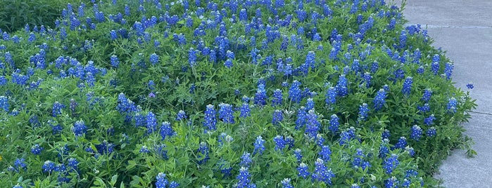 Lady Bird Johnson Wildflower Center is one of Keeping Austin Weird.