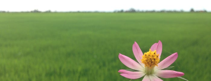 Paddy Field, Tali Air 3, Ban 1 is one of สถานที่ที่ ꌅꁲꉣꂑꌚꁴꁲ꒒ ถูกใจ.