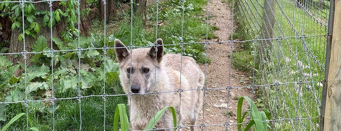 Speedwell Wolf Sanctuary is one of visit.