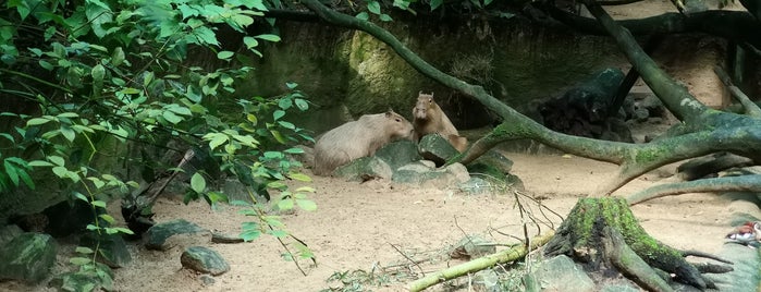 Capybara is one of Halandinh's mayorships.