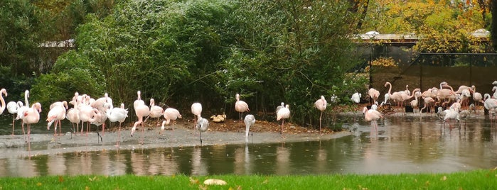Europese Flamingo's is one of Halandinh's mayorships.
