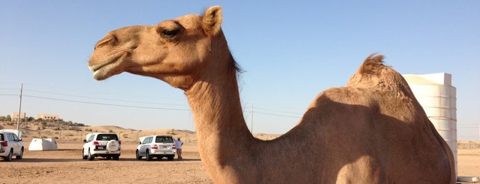 Desert Safari & Beduin Camp is one of Posti che sono piaciuti a Tayyar.