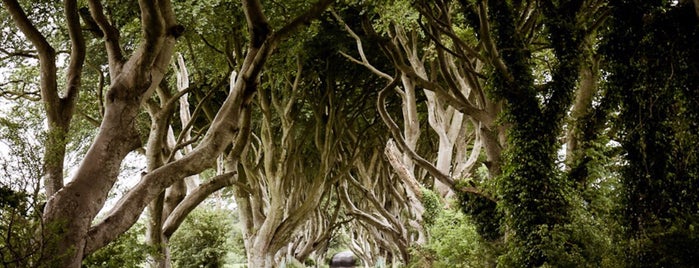 The Dark Hedges is one of Ireland.