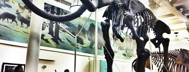 American Museum of Natural History is one of New York sights.
