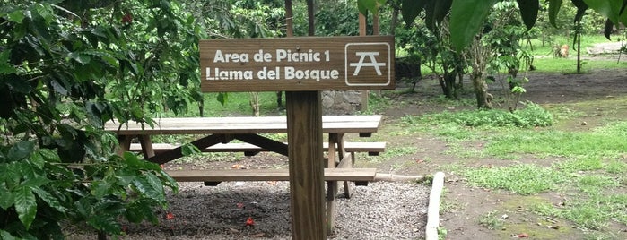 Parque Bicentenario is one of pasear perro.