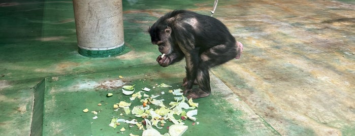 Chimpanzee Museum is one of 北海道(旭川・美瑛・富良野).