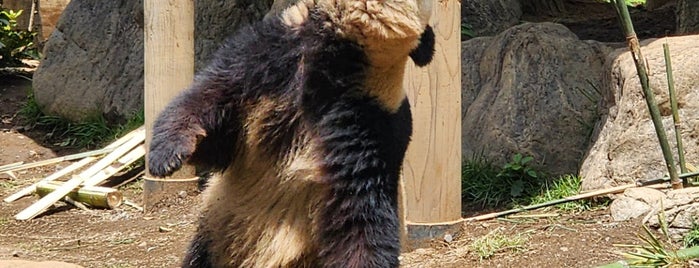 Giant Panda is one of Tokyo 2016.