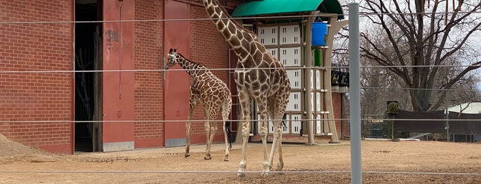Giraffe House at Denver Zoo is one of Colorado.