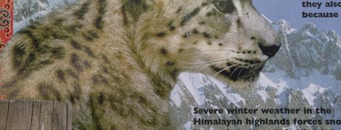 Snow Leopards is one of Tempat yang Disukai Tammy.