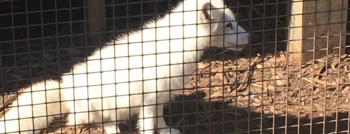 Arctic Fox Exhibit is one of Things To Do --- NEAR Home.