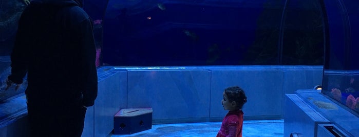 Aquarium du Québec is one of Amusement pour enfants.