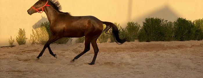 مربط رسين is one of Horse ride 🐎.
