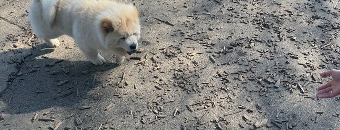 Prospect Park Dog Beach is one of Brooklyn.