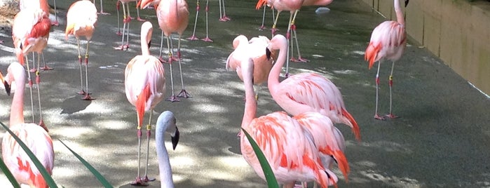 Zoo Atlanta is one of Tempat yang Disimpan Reserve123.com.