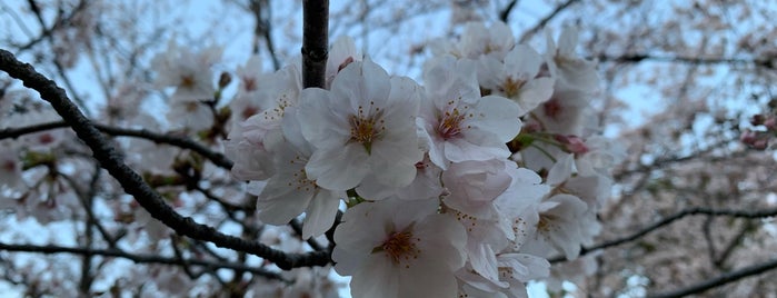 東原親水公園 is one of 公園_埼玉県.