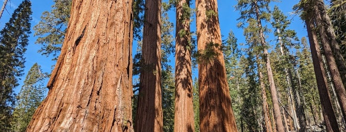 Mariposa Grove of Giant Sequoias is one of San Francisco.