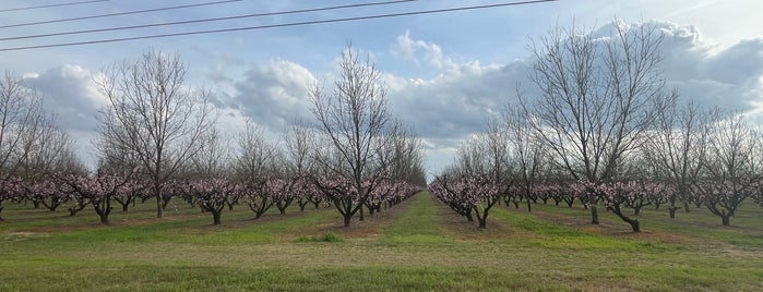 Lane Southern Orchards is one of Georgia.