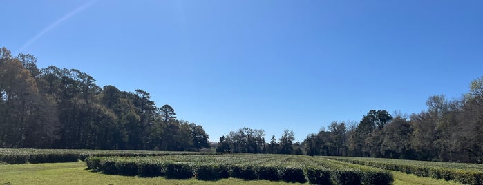 Charleston Tea Plantation is one of SC.
