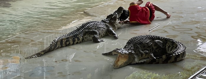 Crocodile Wrestling Show is one of Around the world.