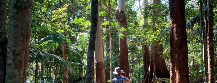 Tamborine National Park is one of Gold Coast(AUS).