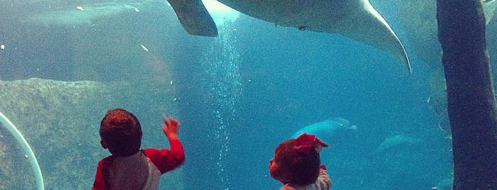 Dallas World Aquarium is one of Father's Day Itineraries in 10 U.S. Cities.