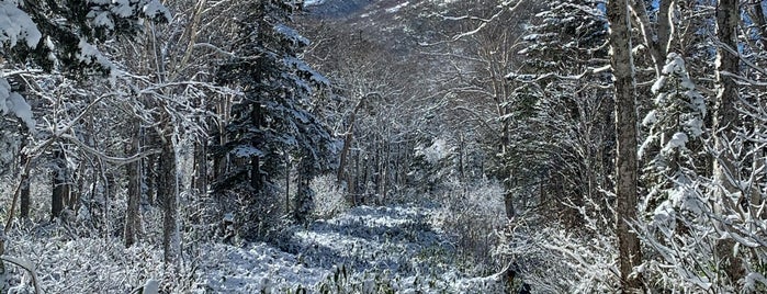 Mt. Taisetu is one of 花の百名山.