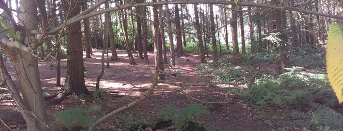 Alice Holt Forest is one of Orte, die Pete gefallen.