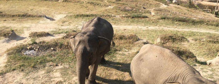 Into The Wild - Elephant Camp is one of Locais curtidos por kerryberry.