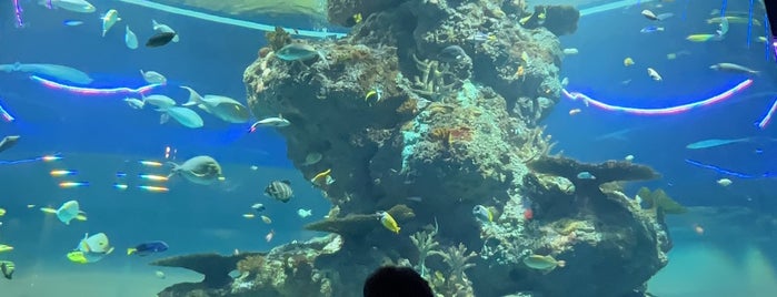 Sea Life Aquarium is one of Singapore Day 3.