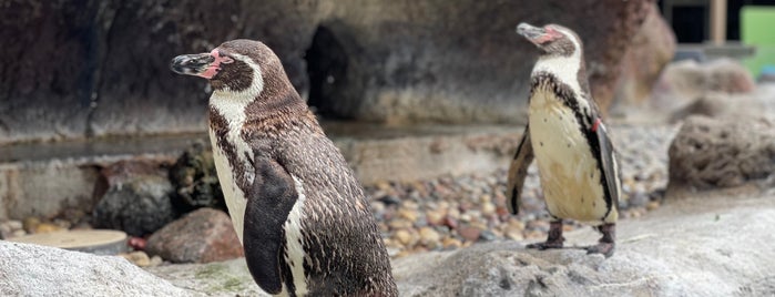 Taylor Family Humboldt Penguins is one of The 15 Best Zoos in Milwaukee.