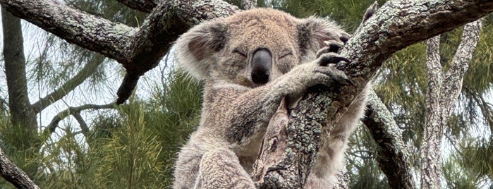 Koala Encounter is one of Taronga Zoo.