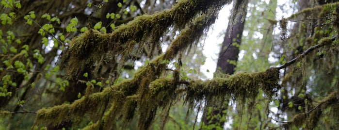 Hoh Rainforest is one of WA State.
