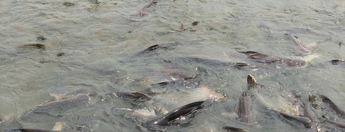 วังปลา is one of Lugares favoritos de Mustafa.
