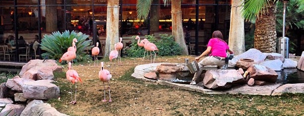 Flamingo Wildlife Habitat is one of Las Vegas.