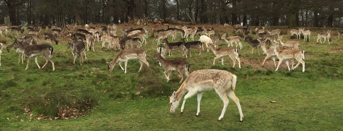 Richmond Park is one of London's Parks and Gardens.