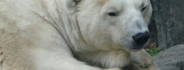 Central Park Zoo: Polar Bear is one of Posti che sono piaciuti a Lucia.