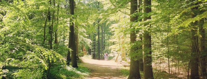 Hasenburger Wald is one of Meine Geheimtipps.