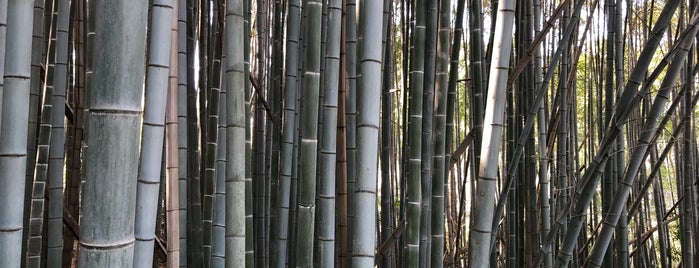 Arashiyama Bamboo Grove is one of 4sqDiscoveries.