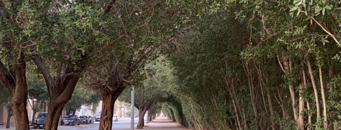 ممشى حديقة الواحة is one of Riyadh calm chill places.