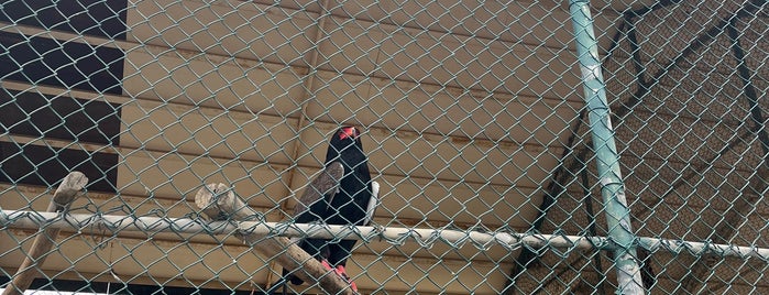 محمية العرين is one of Bahrain Southern Governorate.