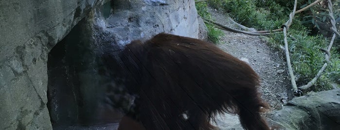 Orangutan Exhibit is one of Orte, die Omkar gefallen.