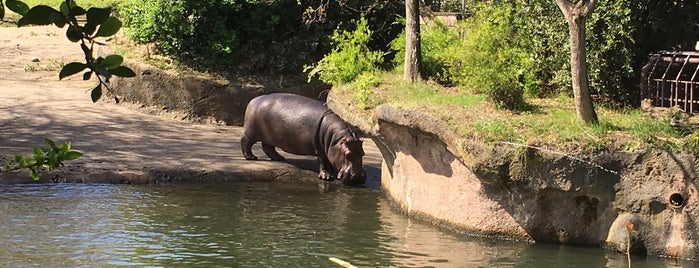 Hippo Pool is one of Locais curtidos por Omkar.