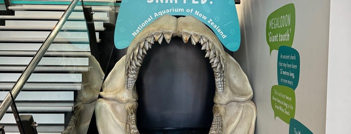 National Aquarium of New Zealand is one of NZ2015.
