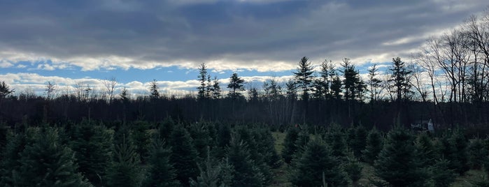 Donaghey Tree Farm is one of Great Concord places.