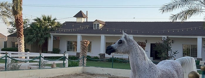 مربط القاسمية للخيول العربية الاصيلة is one of مكه فنادق.