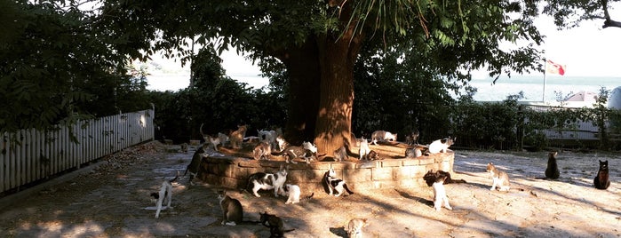 Fenerbahçe Parkı is one of Lieux qui ont plu à Harika.