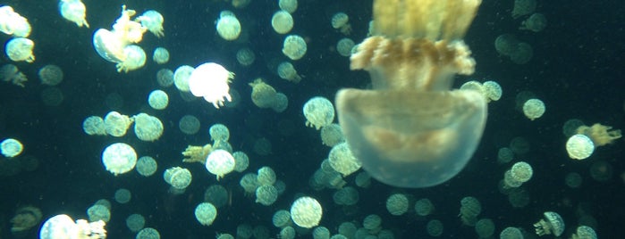 Vancouver Aquarium is one of Orte, die cnelson gefallen.