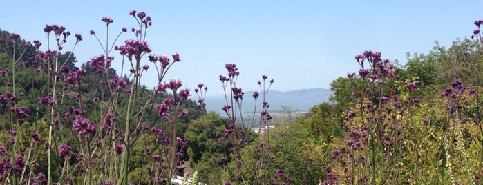 UC Berkeley Botanical Gardens is one of cnelson : понравившиеся места.