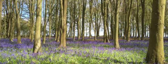 Badbury Woods is one of Lieux qui ont plu à Wayne.