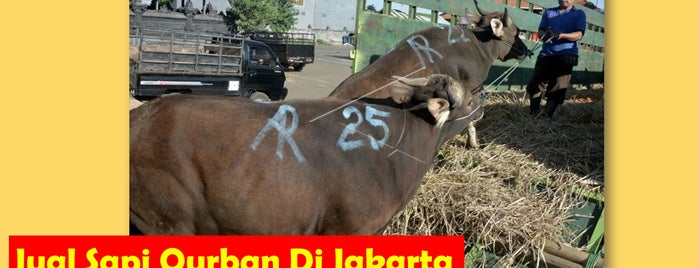 WA, 0878-8064-3713 Pedagang Sapi Qurban Di Jakarta